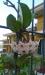 Hoya carnosa di Patrizia.jpg